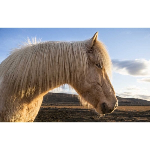 Iceland Portrait of Icelandic horse